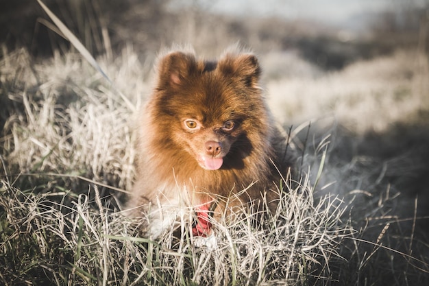 Cão spitz marrom encontra-se na grama