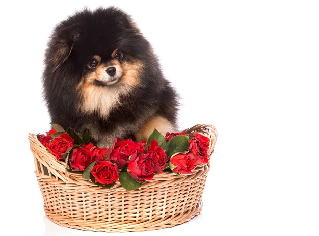 Cão Spitz na cesta com flores