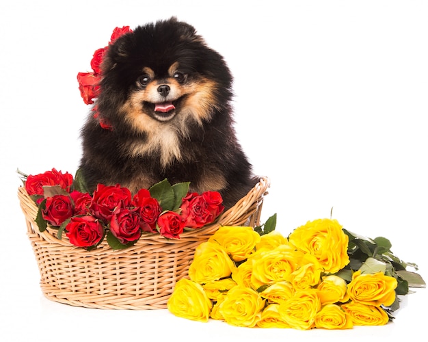 Cão Spitz na cesta com flores