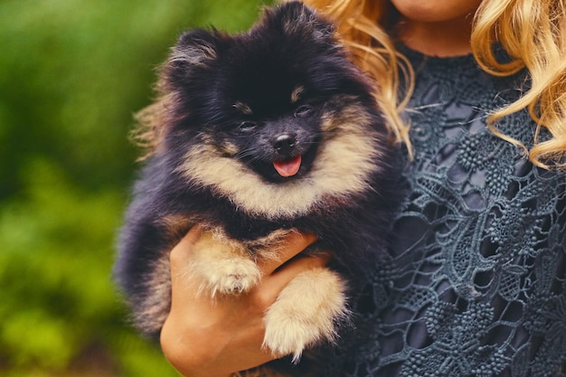 Cão spitz preto e amarelo em uma cesta.