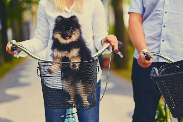 Cão Spitz preto e amarelo em uma cesta.