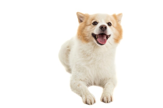 Cão Spitz.