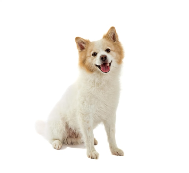 Cão Spitz.