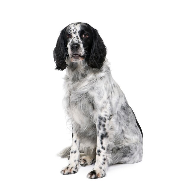 Cão springer inglês spaniel com 6 anos de idade. retrato de cachorro isolado