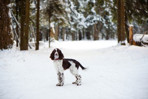 Cão springer spaniel inglês na natureza de inverno