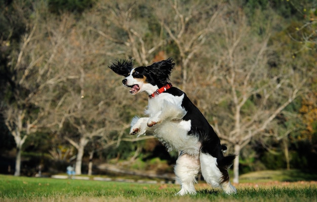 Cão springer spaniel inglês se criando no campo