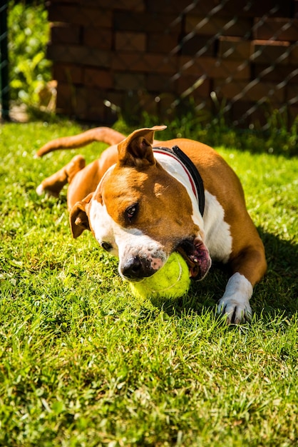 Cão Staffordshire Amstaff brincando em um jardim