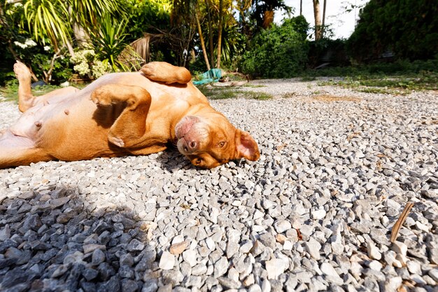 Cão tailandês dormindo.