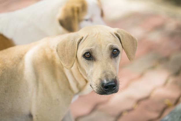 Cão tailandês, foco nos olhos.