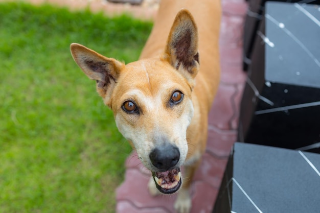 Cão tailandês galês de raça pura feliz e ativo ao ar livre na grama