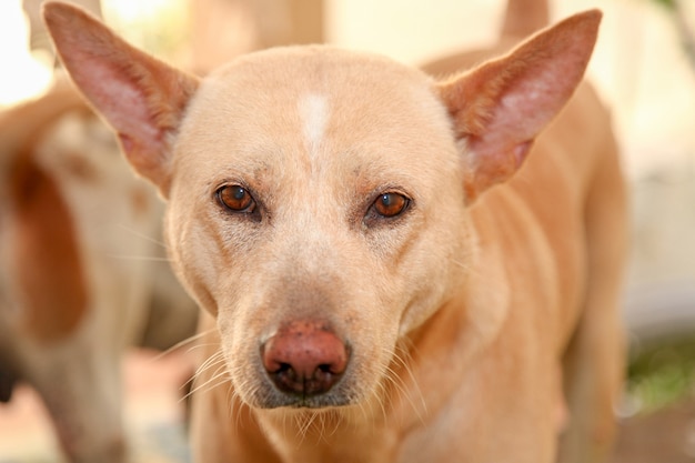 Cão tailandês me olha em casa