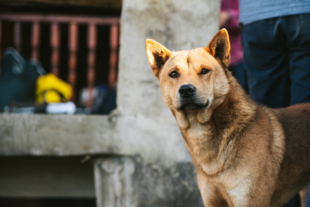 Cão tailandês que olha fixamente na vista próxima na vila de Akha de Maejantai no monte em Chiangmai, Tailândia.