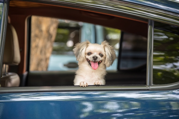 Cão tão bonito raça misturada com Shih-Tzu, Pomeranian e Poodle sentado no banco do carro