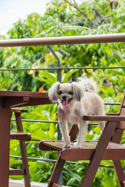 Cão tão bonito raça misturada sentado na cadeira