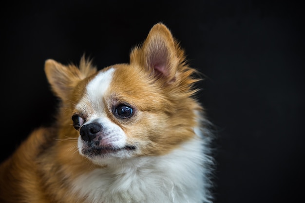 Cão, tão, cute, chihuahua, raça, marrom branco, cor, sentando, ligado, experiência preta