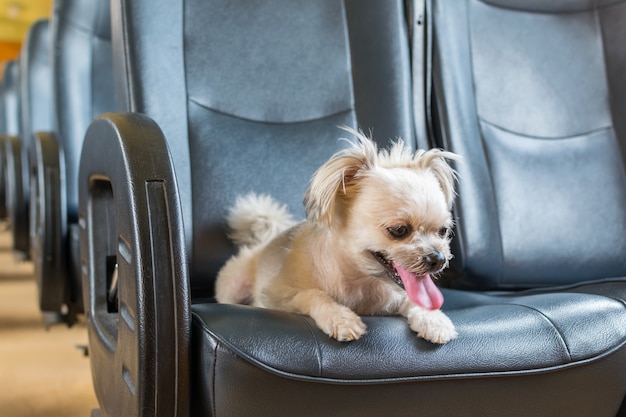 Cão tão fofo dentro de um trem espera para viajar