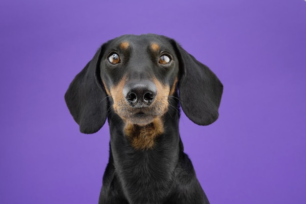 Cão teckel sério do retrato isolado no fundo colorido roxo