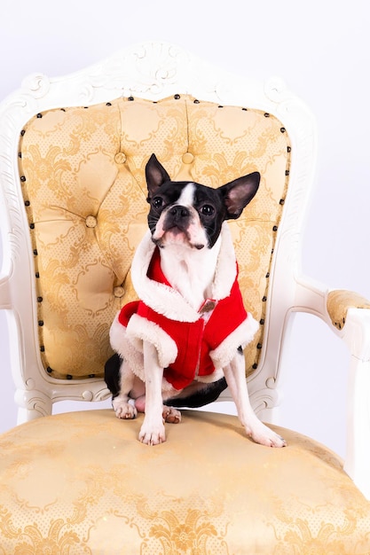 Cão terrier de Boston sentado em uma antiga cadeira de braço no estúdio.