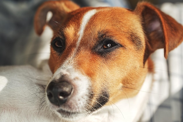 Cão terrier Jack Russell, detalhe na cabeça, profundidade rasa da foto de campo
