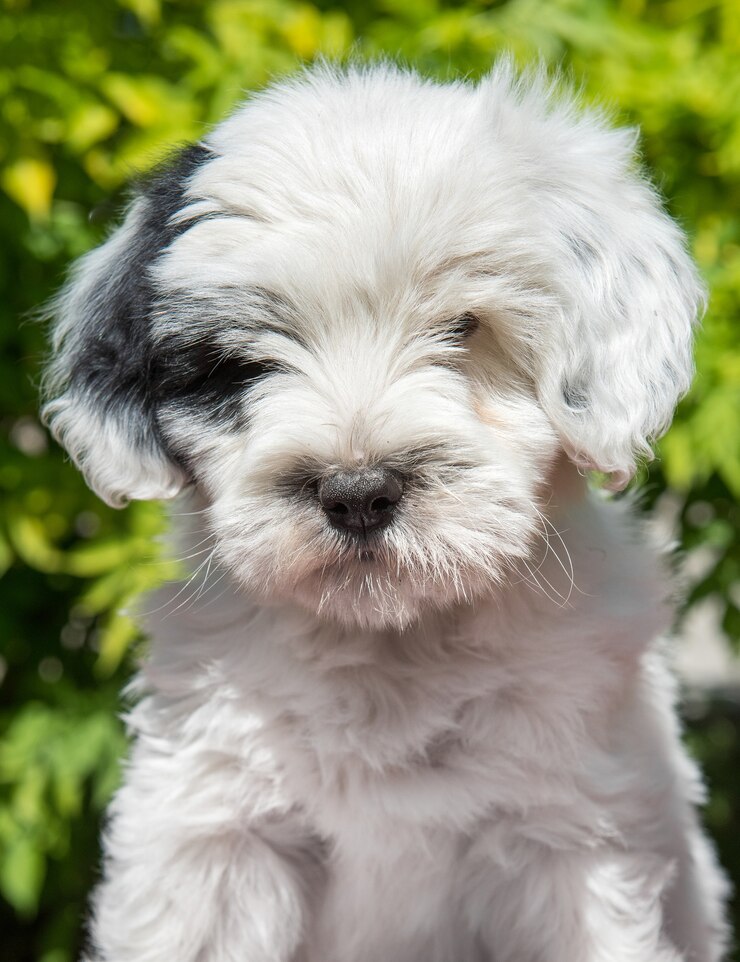 Foto cão terrier tibetano branco engraçado na natureza
