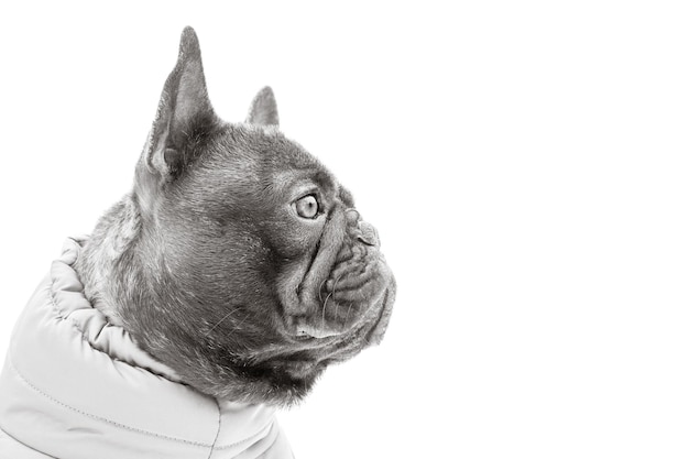 Cão tigrado com retrato de cor preta isolado perfil de buldogue francês foto preto e branco