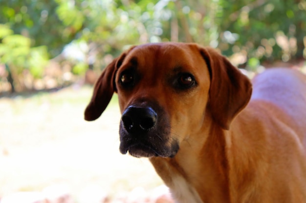 Cão tipo vermelho andando no parque