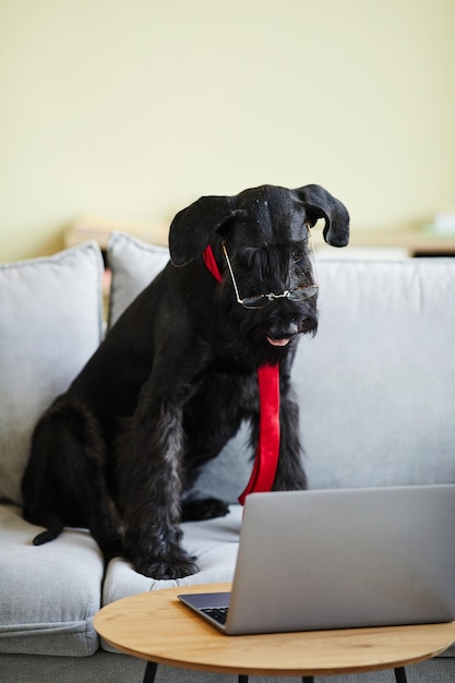 Cão treinado preto usando óculos e gravata sentado no sofá e assistindo vídeo no laptop na vida