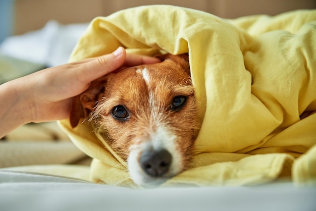 Cão triste deitado debaixo do cobertor no quarto