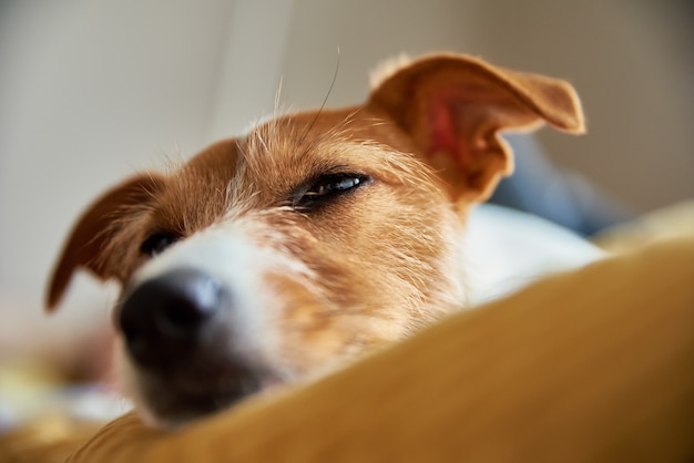 Cão triste e cansado na cama a dormir jack russell terrier