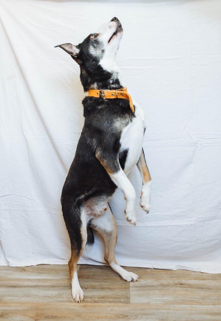 Foto cão triste num abrigo cães sem um lugar onde possam ficar como em casa cara de cão triste o cão está à espera do seu dono