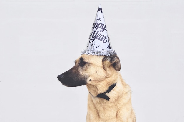 Cão usando chapéu de festa contra fundo branco