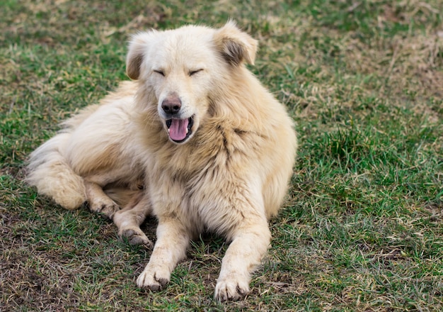 Cão vadio branco encontra-se na grama verde