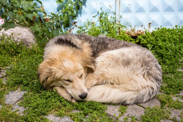 Cão vadio. cão abandonado, abandonado, sozinho ao ar livre.