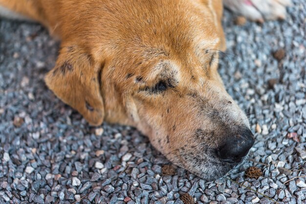 Cão vadio marrom tailandês dormindo com solitário e falta