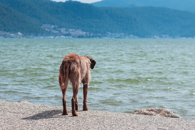 Cão vadio, observando o mar de verão