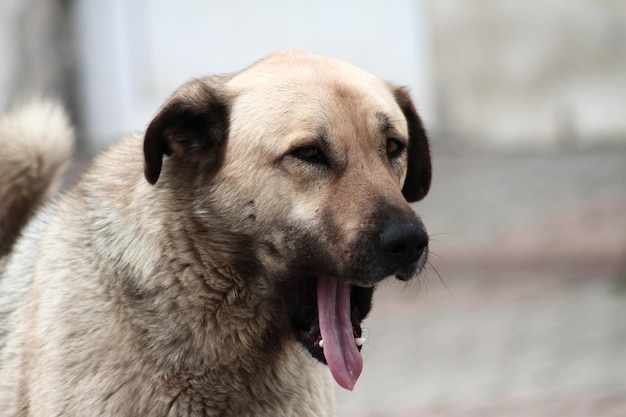 Cão vadio parado na rua