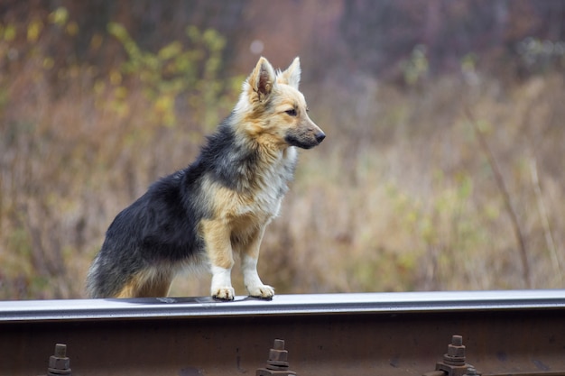 Cão vadio perto de uma ferrovia