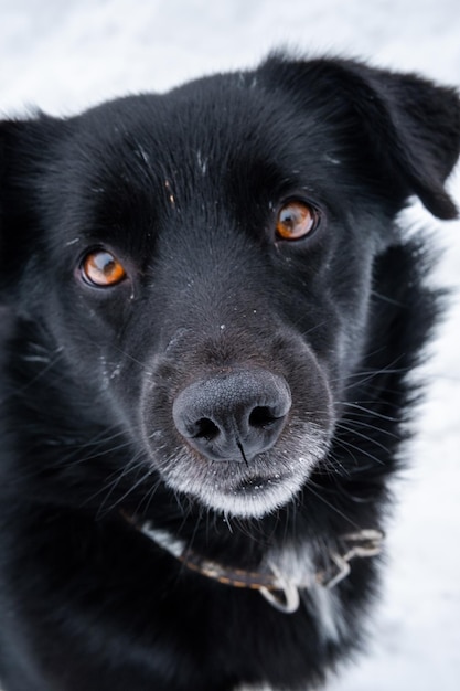 Cão vadio sem dono em uma rua de inverno Cão abandonado Cão vadio abandonado sem teto com olhos inteligentes muito tristes