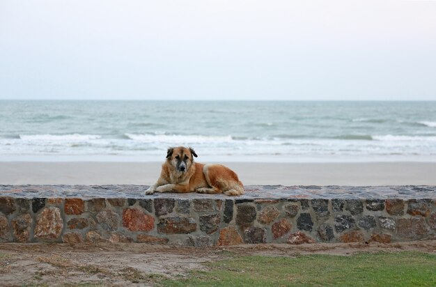 Cão vadio sentado na praia