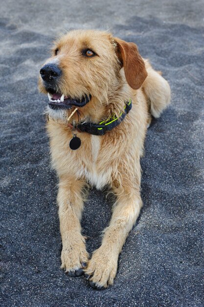 Cão vadio, tendo, descanso