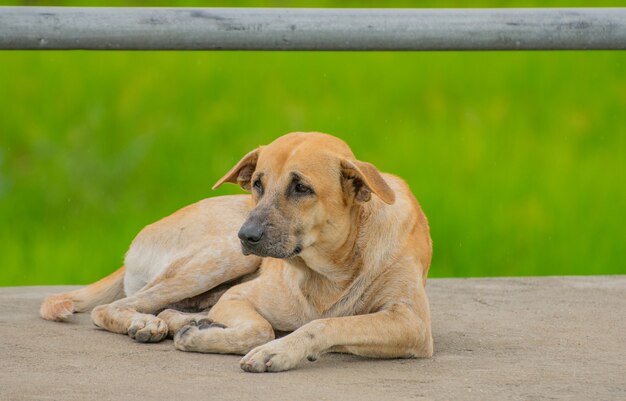 Foto cão vadio