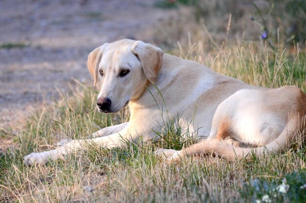 Cão vagabundo