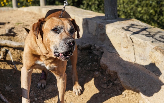 Cão velho e marrom da raça cimarron uruguaio desfrutando de um dia ensolarado no parque