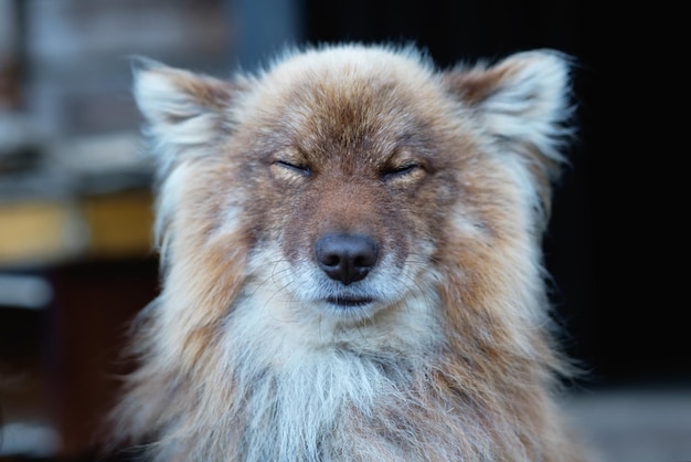 Foto cão vermelho astuto fecha os olhos e aperta os olhos do sol