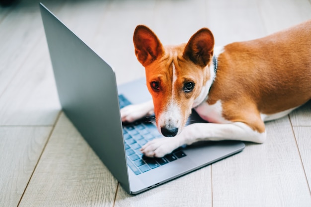 Cão vermelho basenji branco deitado no chão com o computador portátil.