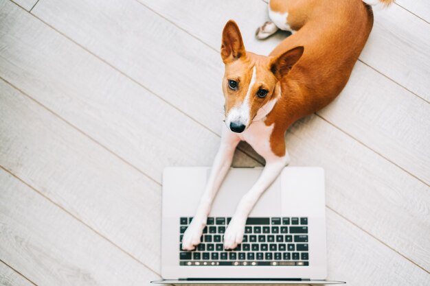 Cão vermelho basenji branco deitado no chão com o computador portátil.