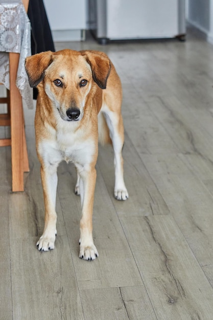 Cão vermelho bonito com olhos tristes está de pé na sala no chão e esperando o dono