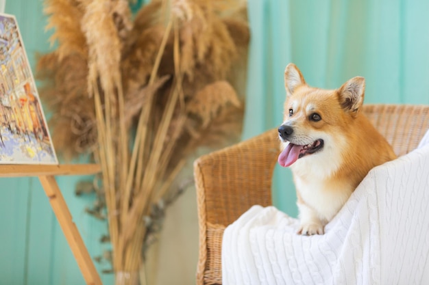 Foto cão vermelho bonito da raça corgi senta-se em uma cadeira sobre um fundo claro onde há espaço para texto