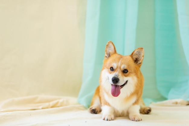 Foto cão vermelho bonito da raça corgi senta-se em uma cadeira sobre um fundo claro onde há espaço para texto