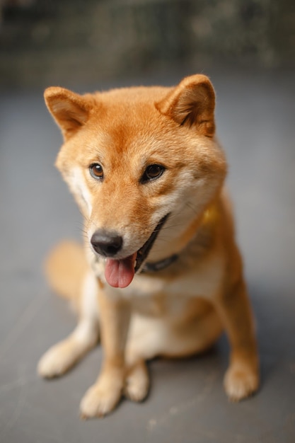 Cão vermelho closeup shiba inu lindo animal